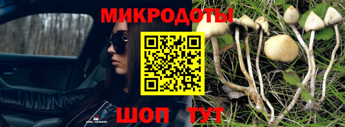 Псилоцибиновые грибы Psilocybe Ростов Великий